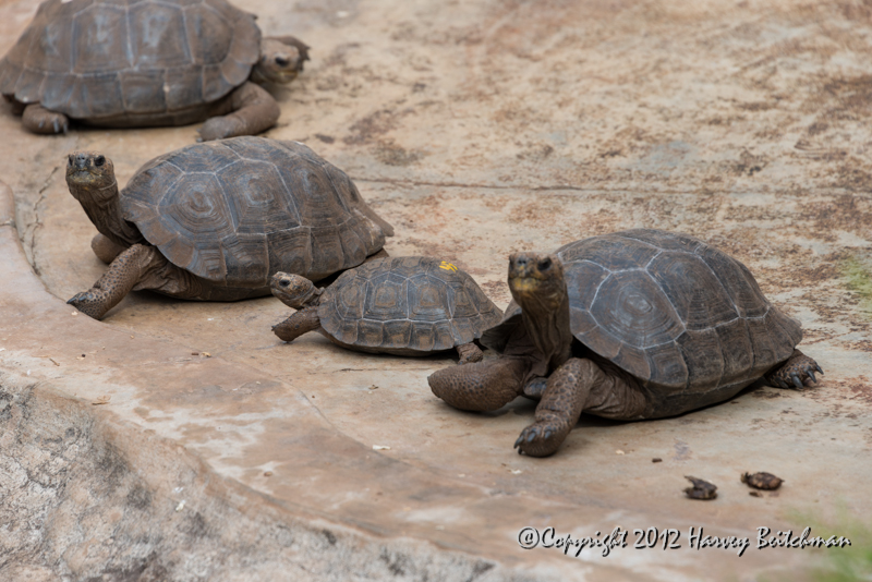 4005 Young Tortoises.jpg